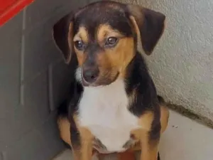 Cachorro raça SRD-ViraLata idade 2 a 6 meses nome Chloe