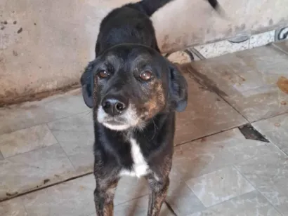 Cachorro raça SRD-ViraLata idade 5 anos nome Burke