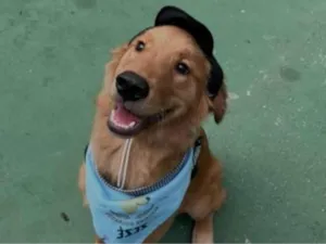 Cachorro raça Golden Retriever idade 1 ano nome ZEZÉ