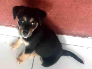 Cachorro raça SRD-ViraLata idade 2 a 6 meses nome Sofie Maya 