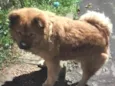 CHOW CHOW