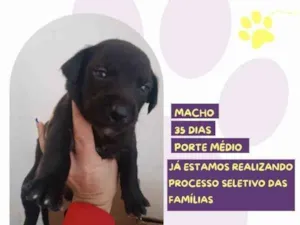 Cachorro raça SRD-ViraLata idade 2 a 6 meses nome Poseidon