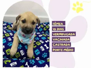 Cachorro raça SRD-ViraLata idade 2 a 6 meses nome Bela