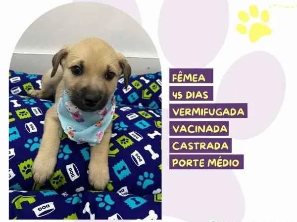 Cachorro ra a SRD-ViraLata idade 2 a 6 meses nome Bela