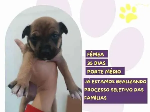 Cachorro ra a SRD-ViraLata idade 2 a 6 meses nome DemÃ©ter