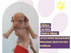 Cachorro raça SRD-ViraLata idade 2 a 6 meses nome Hera