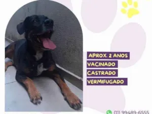 Cachorro raça SRD-ViraLata idade 1 ano nome Gigante Emilio