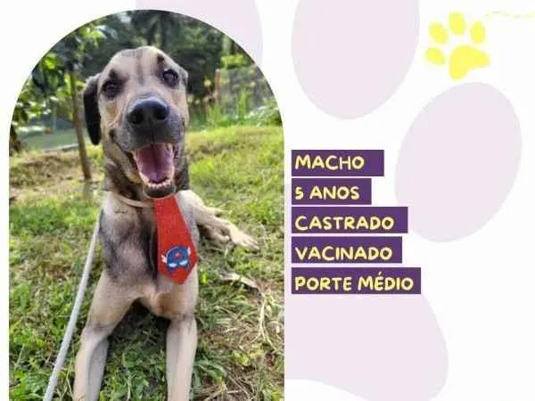 Cachorro ra a SRD-ViraLata idade 1 ano nome Billy