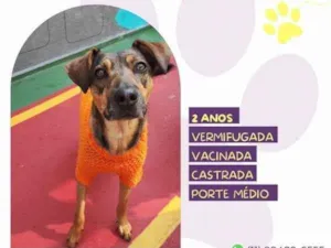 Cachorro raça SRD-ViraLata idade 1 ano nome Maraisa