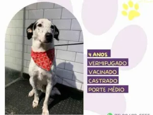 Cachorro raça SRD-ViraLata idade 1 ano nome Milk