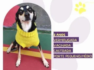 Cachorro raça SRD-ViraLata idade 1 ano nome Luna