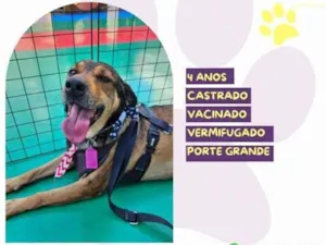 Cachorro raça SRD-ViraLata idade 1 ano nome Pluto