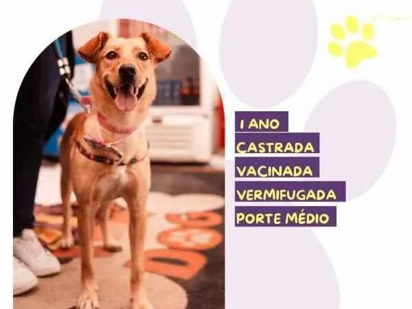 Cachorro ra a SRD-ViraLata idade 1 ano nome Pandora