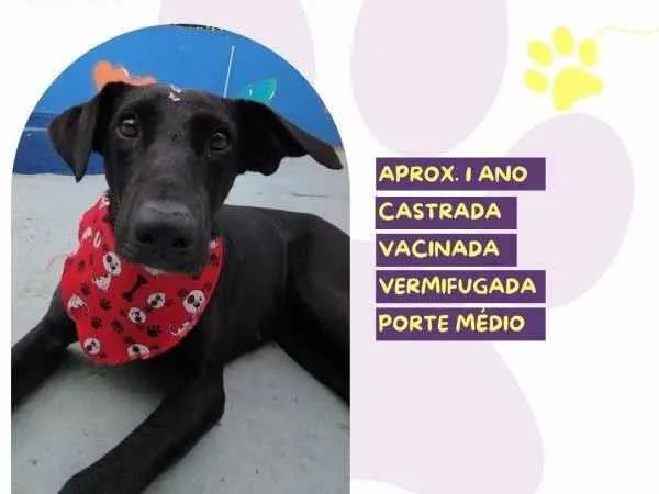 Cachorro ra a SRD-ViraLata idade 1 ano nome Kika