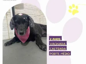 Cachorro raça SRD-ViraLata idade 1 ano nome Neguinha