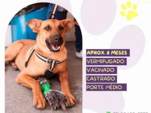 Cachorro raça SRD-ViraLata idade 1 ano nome Marlin