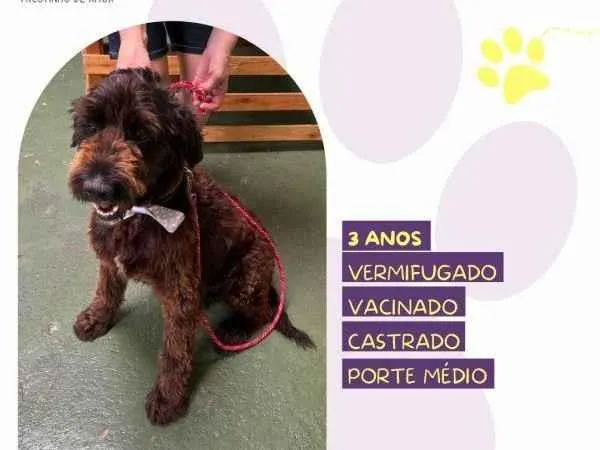 Cachorro ra a SRD-ViraLata idade 1 ano nome Black