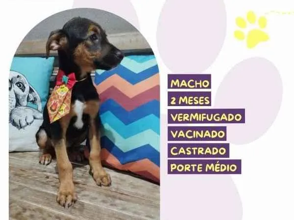 Cachorro ra a SRD-ViraLata idade 2 a 6 meses nome PrestÃ­gio