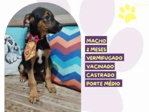Cachorro raça SRD-ViraLata idade 2 a 6 meses nome PrestÃ­gio