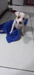 Amora