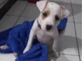 Amora