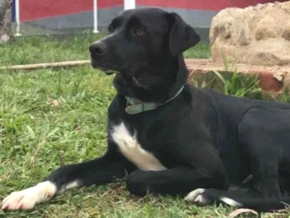 Cachorro raça SRD-ViraLata idade 1 ano nome Salário