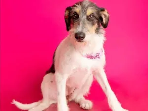 Cachorro raça SRD-ViraLata idade 7 a 11 meses nome Nina 