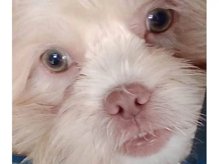 Cachorro ra a Shitzu idade 2 a 6 meses nome Polaka 