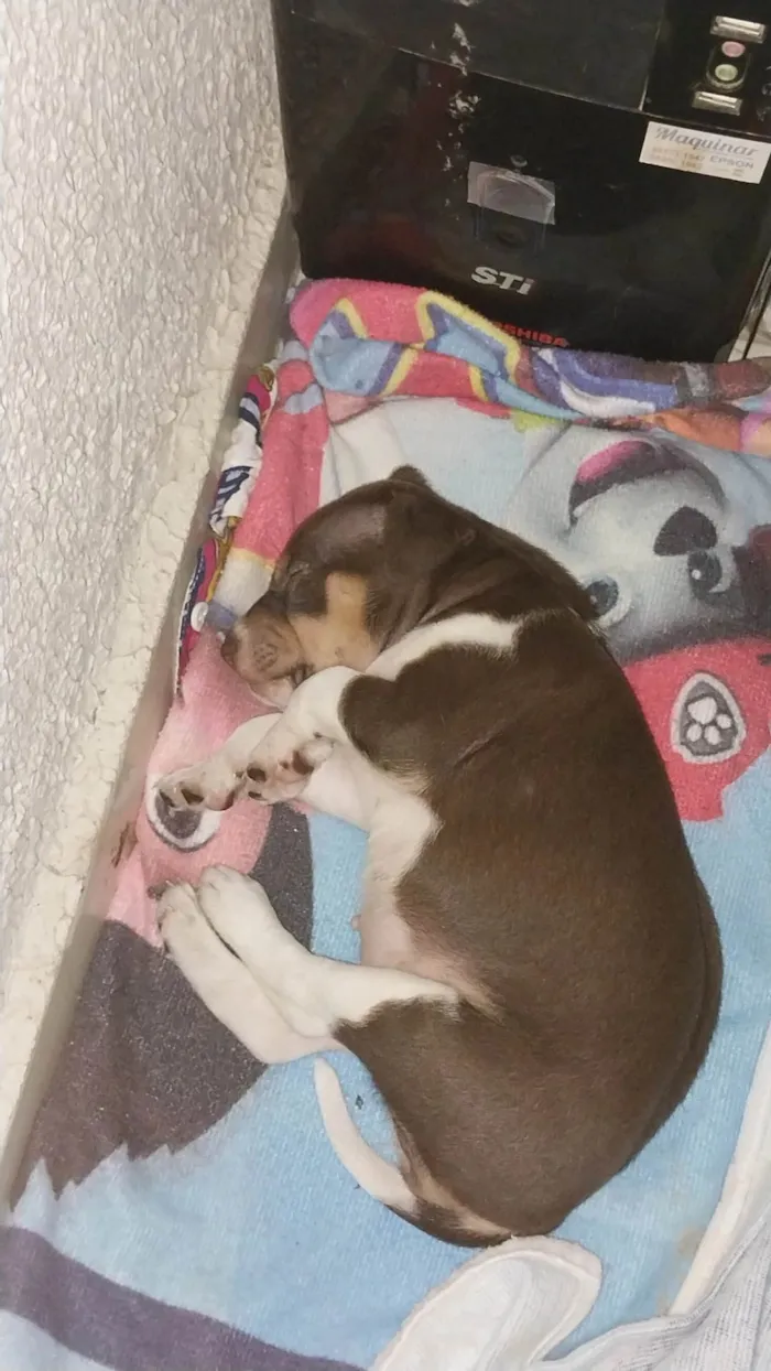 Cachorro ra a Husky com labrador idade Abaixo de 2 meses nome Aurora