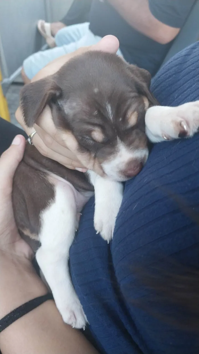 Cachorro ra a Husky com labrador idade Abaixo de 2 meses nome Aurora