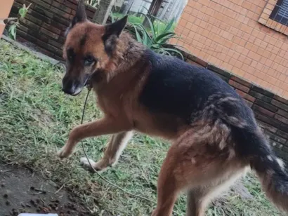 Cachorro raça Pastor Alemão idade 5 anos nome CARINA SCHWANCK DOS SANTOS