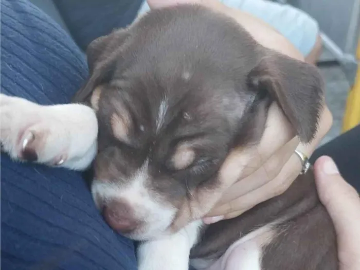 Cachorro ra a Husky com labrador idade Abaixo de 2 meses nome Aurora