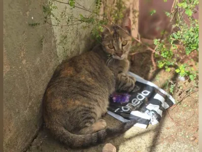 Gato raça SRD-ViraLata idade 1 ano nome Bebel