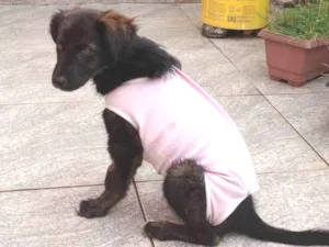 Cachorro raça SRD-ViraLata idade 2 a 6 meses nome Kiara