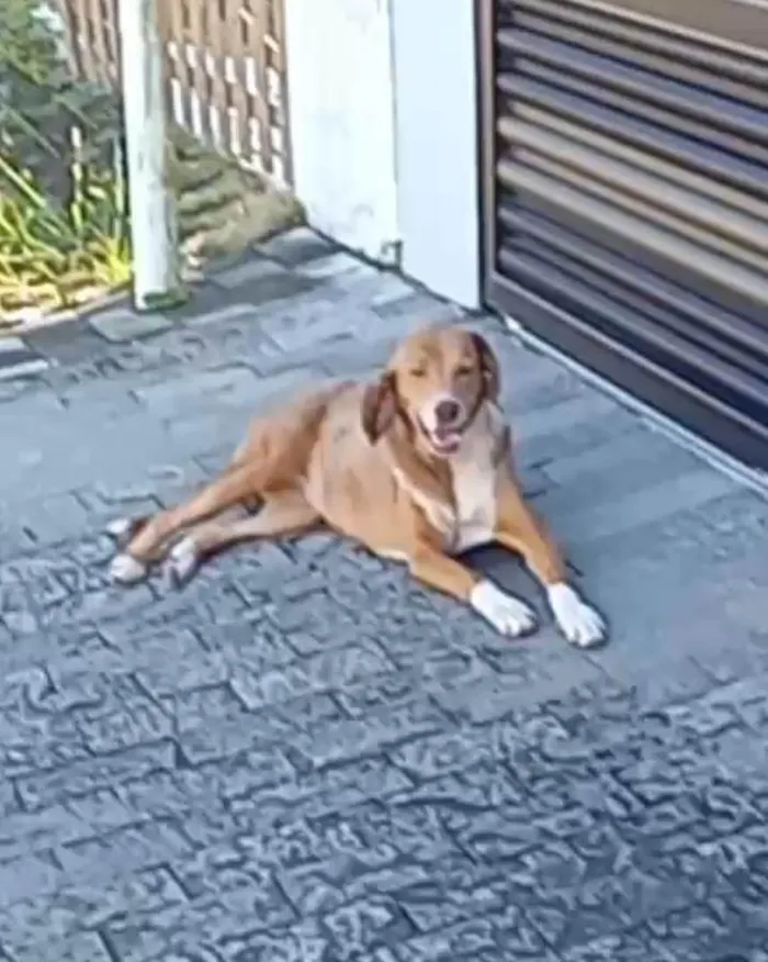 Cachorro ra a Labrador idade 1 ano nome Iara