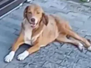 Cachorro raça Labrador idade 1 ano nome Iara