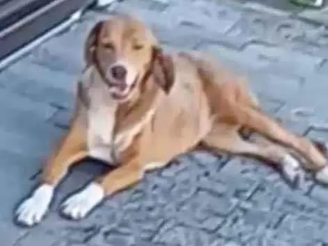 Cachorro ra a Labrador idade 1 ano nome Iara