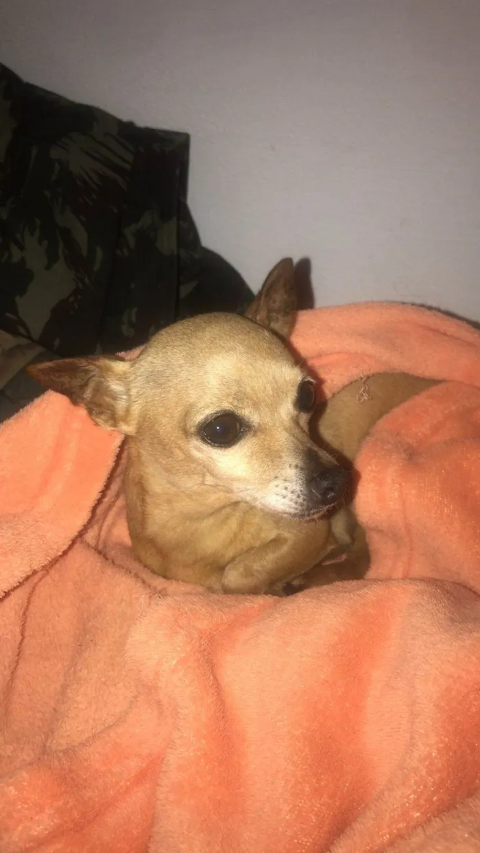 Cachorro ra a Pinscher idade 6 ou mais anos nome Matilda