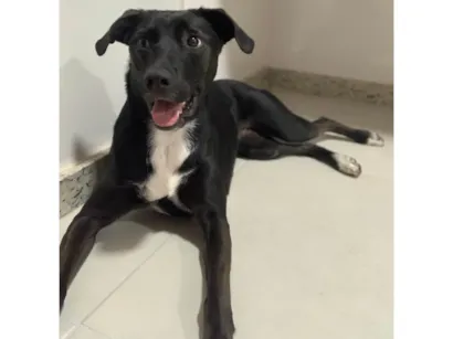 Cachorro raça SRD-ViraLata idade 2 anos nome Cora