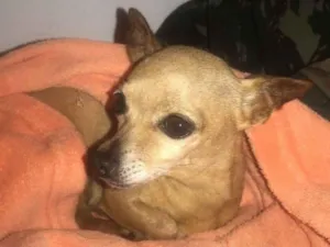 Cachorro raça Pinscher idade 6 ou mais anos nome Matilda