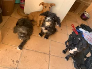 Cachorro raça SRD-ViraLata idade 2 a 6 meses nome Kira