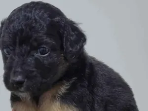 Cachorro raça SRD-ViraLata idade Abaixo de 2 meses nome Macho porte pequeno