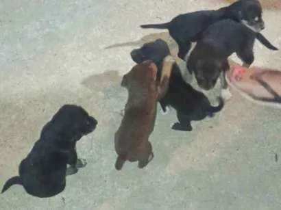 Cachorro raça SRD-ViraLata idade Abaixo de 2 meses nome Sem nome