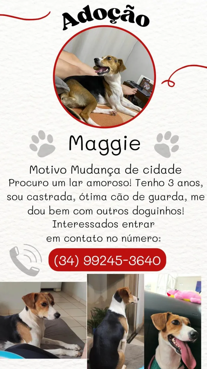 Cachorro ra a SRD-ViraLata idade 3 anos nome Maggie 