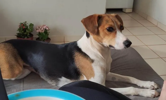 Cachorro ra a SRD-ViraLata idade 3 anos nome Maggie 