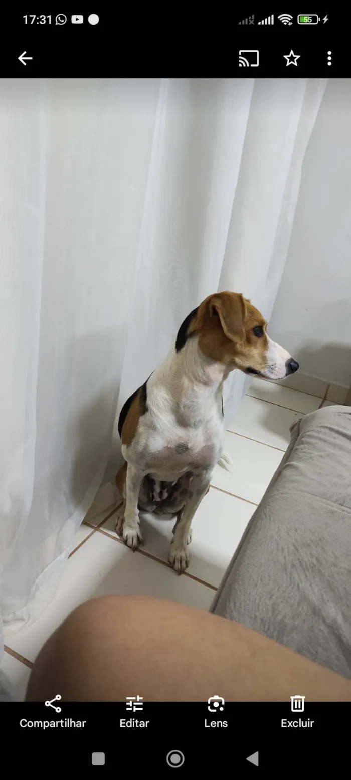 Cachorro ra a SRD-ViraLata idade 3 anos nome Maggie 