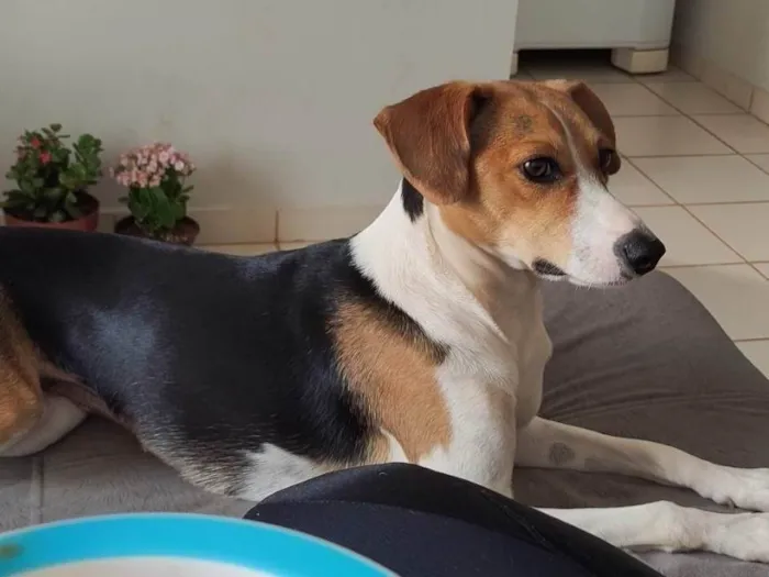 Cachorro ra a SRD-ViraLata idade 3 anos nome Maggie 