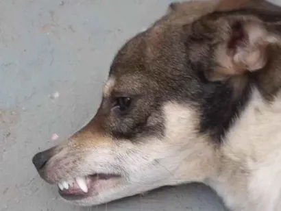 Cachorro raça SRD-ViraLata idade 7 a 11 meses nome Luky