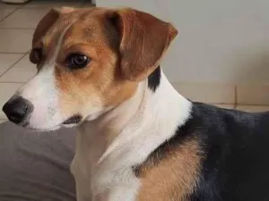 Cachorro raça SRD-ViraLata idade 3 anos nome Maggie 