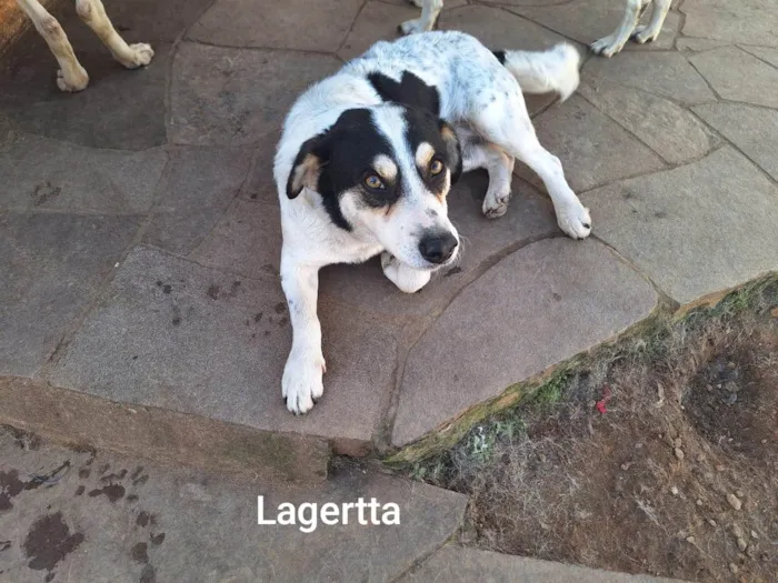 Cachorro ra a SRD-ViraLata idade 3 anos nome Lagertta, hvitserk é Thanos(Zé Barriga)
